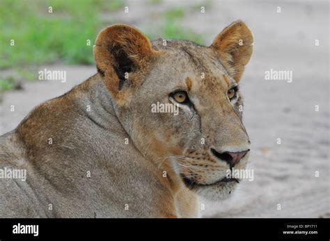 male lion portrait  mane selous stock photo alamy