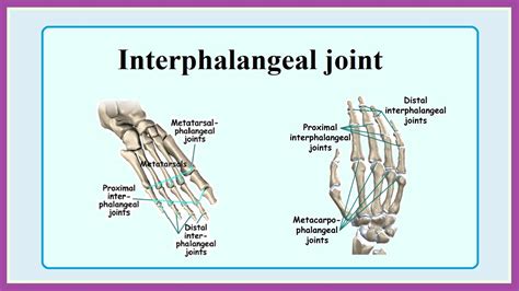 interphalangeal joint youtube