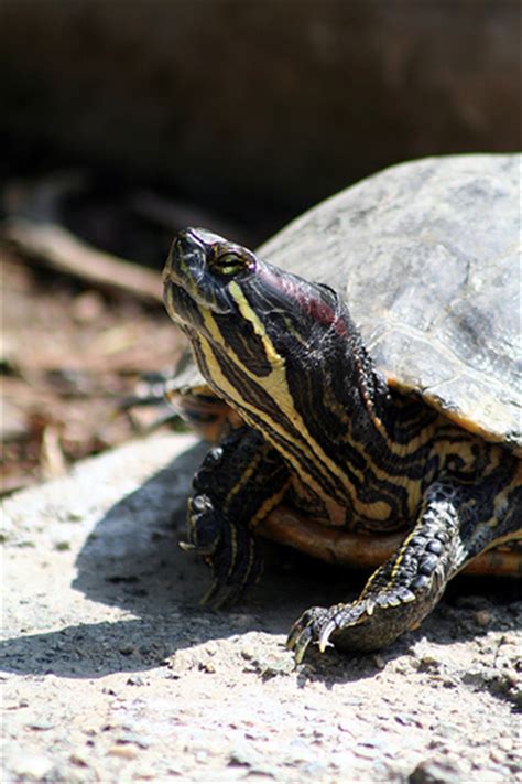 Sexing map turtles