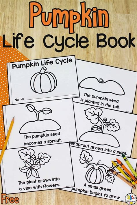pumpkin life cycle  printable