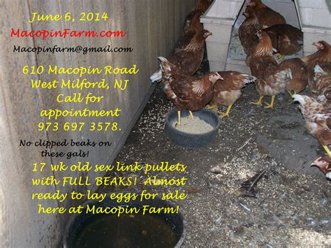 Just In 17 Week Old Red Sex Link Pullets With Full Beaks
