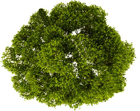 tree png plan view tree plan png  photoshop  vippng images