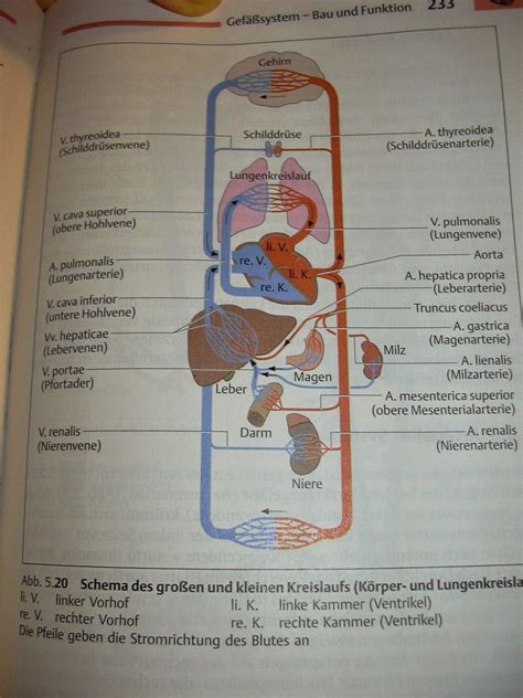 anatomie und physiologie des herz kreislauf systems