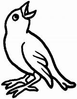 Uccelli Desenho Oiseaux Passaro Disegno Caw Tweeting Aprender Coloriages Rag Coloratutto Tribal sketch template