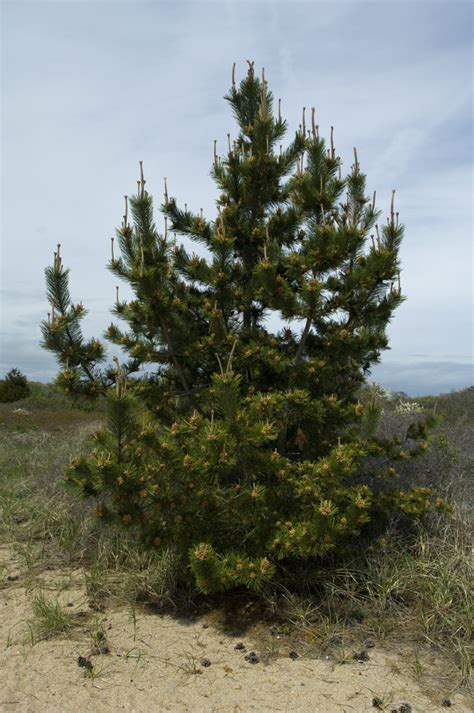 foragers foraging  wild natural organic food pine  food