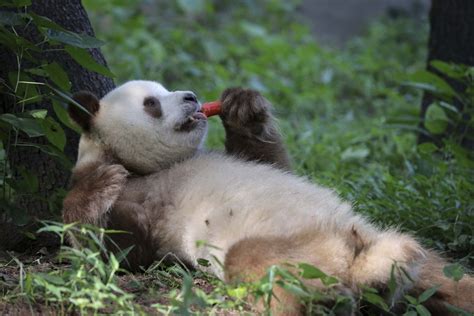 Is This The Most Chilled Out Panda On The Planet Giant