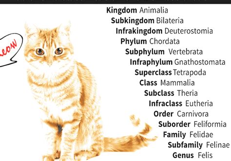 cat taxonomy   cat