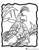 Coloring Parrot Pages Colour Kids Animal Jr Color Popular Cartoon Library Clipart sketch template