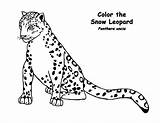 Snow Leopard Coloring Pages Designlooter sketch template