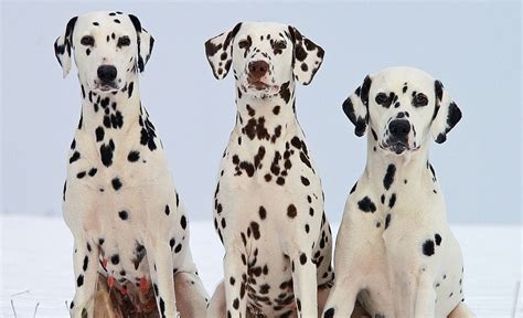 gorgeous spotted dog breeds pretty polka dotted pooches ftw