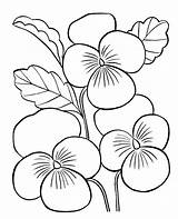 Coloring Buttercup Pages Flower Flowers Getdrawings sketch template