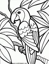 Papagei Ausmalen Malvorlage sketch template