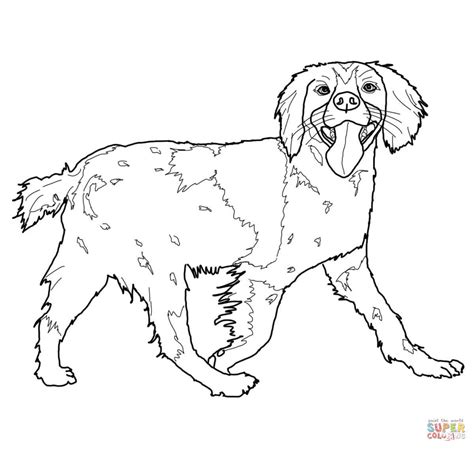 brittany spaniel coloring page  printable coloring pages