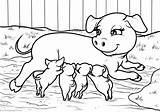 Schwein Porcos Ausmalbilder Schweine Cerdos Ausmalbild Maialini Pigs Colorare Disegnidacolorare24 Animais Drucken Marchesi sketch template