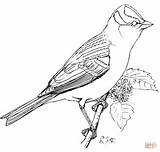 Sparrow Crowned Colorare Passero Appollaiato Perched Disegno Designlooter sketch template