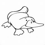 Platypus Coloring Pages Wombat Echidna Outline Clipart Getdrawings Getcolorings Printable Colorings Results sketch template