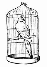 Cage Coloring Parrot Pages Bird Birds Cages Drawing Drawings Clip Colouring 3d Parrots House sketch template