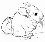 Chinchilla Coloring Pages Cute Tailed Chinchillas Printable Drawing Clipart Draw Long Drawings Animal Short Supercoloring Color Crafts Cartoon Clipground Cartoons sketch template