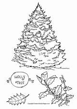 Tree Holly Colouring Pages Coloring sketch template