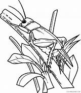 Coloring4free Insect Coloring Pages Grasshopper Related Posts sketch template