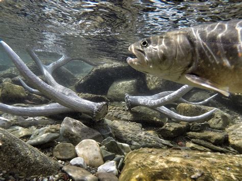 scientists  radical move  save bull trout   warming climate