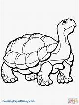 Tortoise Coloring Pages Printable Desert Drawing Color Supercoloring Gopher Hare Turtle Colouring Tortoises Getcolorings Kids Animals Version Click Gophers Elegant sketch template
