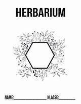 Herbarium Deckblatt Ahorn Vorlage Ausdrucken Deckblaetter Vorlagen Bäume Anlegen Biologie Blätter Deckblätter Auswählen sketch template