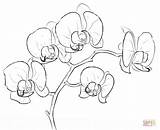 Coloring Orchid Pages Printable Drawing Orchidee sketch template