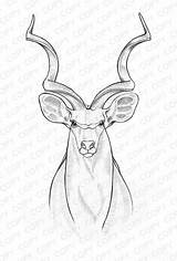 Drawing Drawings Sketch Kudu Coloring Sketches Pages Animal Pencil Line Cameron Ashley Choose Board Print sketch template
