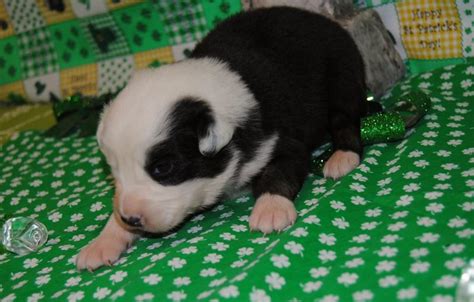 louise 1 week old 900 00 available