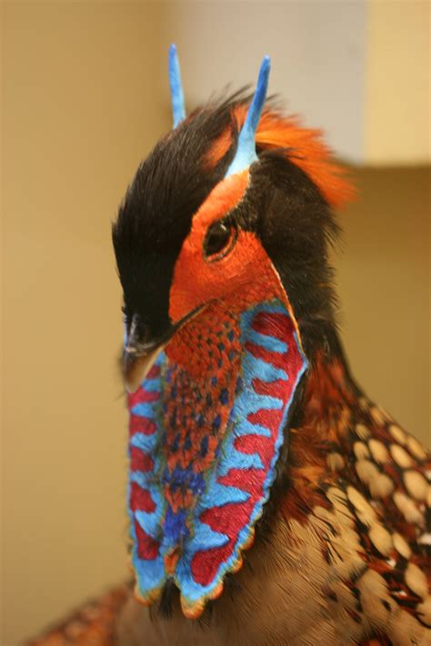 eastern asian pheasant bizarre animals colorful birds pet birds