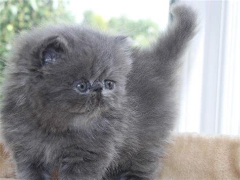 persian cat grey blue eyes furry kittens