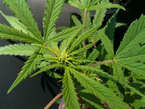 flowering stages  cannabis week  week