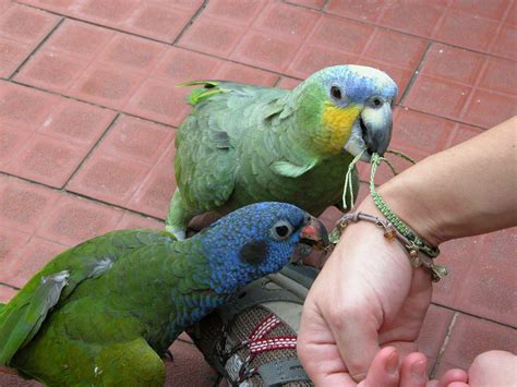 filearini parrots  species tiputini ajpg wikimedia commons