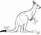 Coloring Kangaroo Pages Printable Drawing sketch template