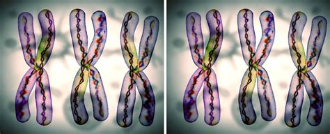 Here’s Why The X Chromosome Evolved To Be So Weird Someone Somewhere