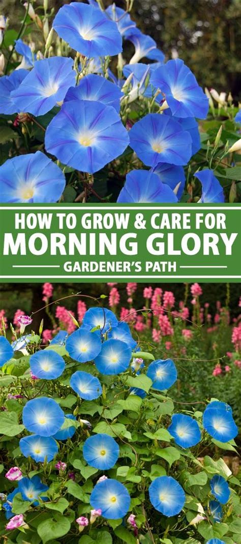plant  grow morning glory flowers gardeners path morning