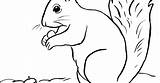 Squirrel Coloring Secret Sheets Pages Template Templates sketch template