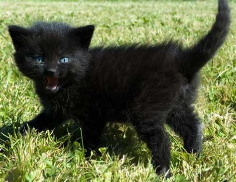 black cats pictures  meet  cat kitty bloger