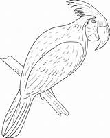 Cockatoo Coloring Branch Vecteezy sketch template