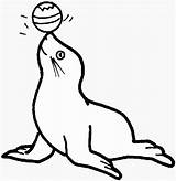 Seal Coloring Pages Color Print sketch template