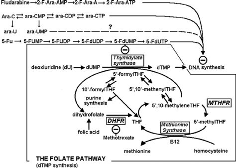 Interaction Of Antimetabolite Drugs With Nucleotide Synthesis Pathways