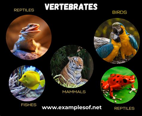 vertebrate animals animal kingdom