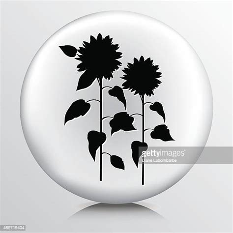 sunflower leaf silhouette   premium high res pictures getty