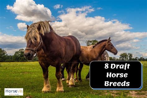 breathtaking draft horse breeds