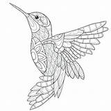 Colibri Hummingbird Colorear Pajaros Adulte Kolibri Ausmalen Colibrí Oiseau Hummingbirds Aves Mosaik Colibris Oiseaux Coloration Dschungel Vogel Colouring Humming Erwachsene sketch template