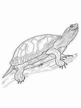 Turtle Terrapin Eared Slider Reptiles sketch template