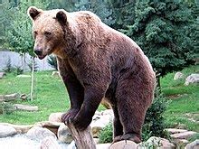 bear wiktionary