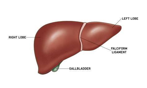 liver anatomy liver gallbladder functions anatomystuff