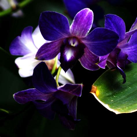 Purple Orchid Flower To Go In Center Pieces With Blue